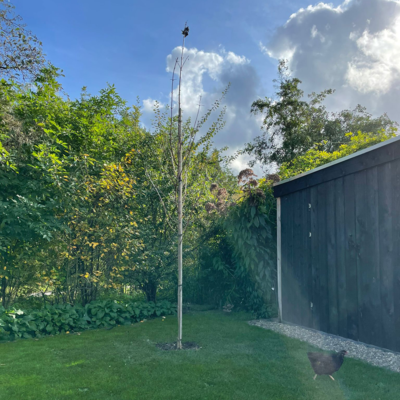 Blog: Wensboom - Persoonlijk afscheid