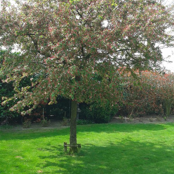 Blog: Tuin - Persoonlijk afscheid