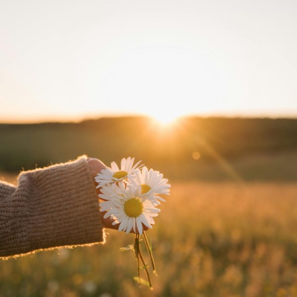 pexels-anete-lusina-28028889 pexels-anete-lusina-28028889